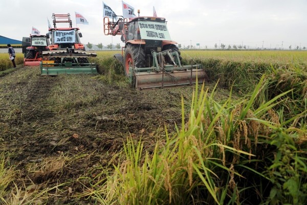 8일 오전 전북 부안군 행안면 한 논에서 농민들이 트랙터로 다 자란 벼를 갈아엎고 있다. 농민들은 기상이변으로 수확을 앞둔 벼에 병충해가 창궐했다며 재해 지역 선포를 촉구했다. /사진 = 연합뉴스
