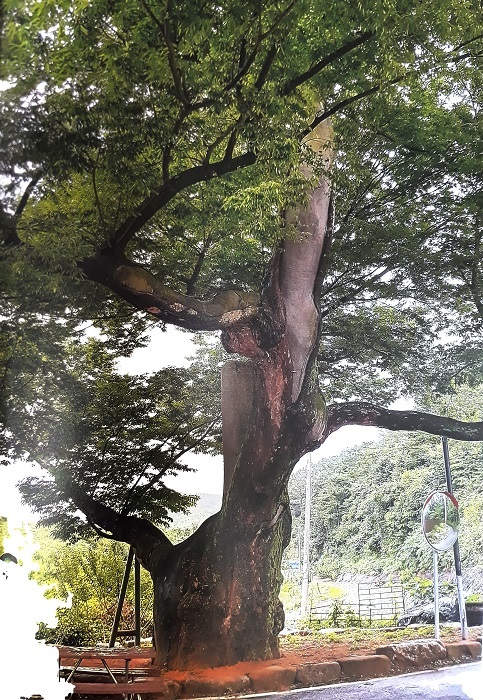 구이면 덕천리 와동마을 노거수.