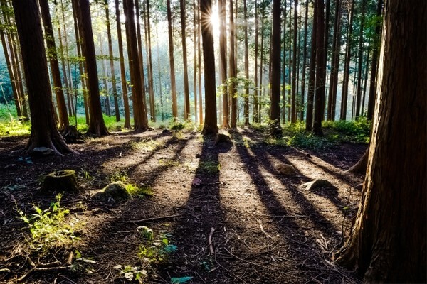 산림청이 10월의 추천 국유림 명품숲으로 선정한 고창 문수산 편백숲.
