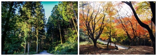 고창 문수산 편백나무 숲 근경.