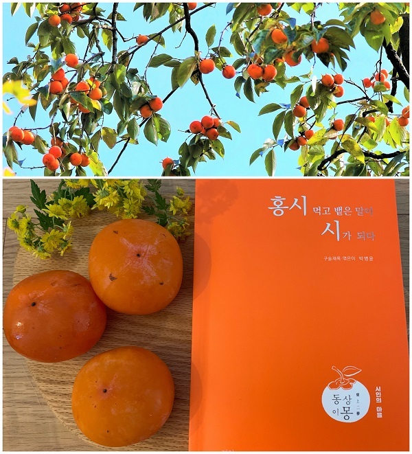 동상홍시와 시집.