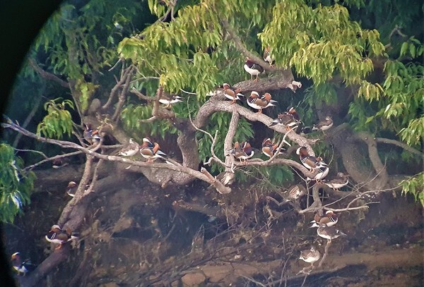 익산 금마저수지 주변에서 집단 서식중인 천연기념물 원앙.