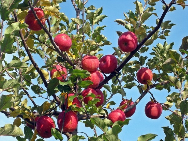 밀양 얼음골 사과. /사진 제공 = 밀양시