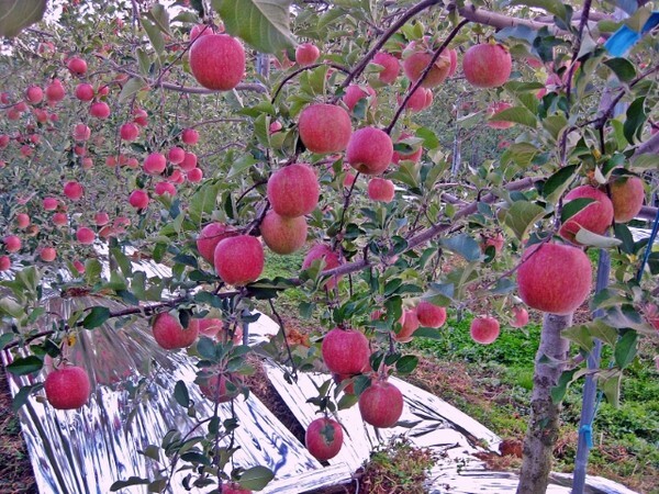 밀양 얼음골 사과. /사진 제공 = 밀양시