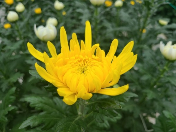 농촌진흥청이 개발한 국화 ‘원교B1-205’ /사진 제공 = 농촌진흥청