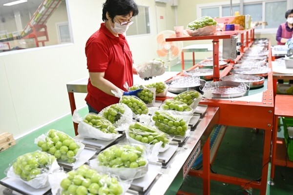 샤인머스켓 포도 선별장 모습. /사진 제공 = 김천시