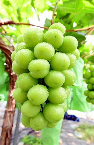 출하를 앞둔 샤인머스켓 포도. /사진 제공 = 김천시