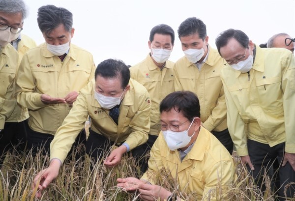 송영길 더불어민주당 대표가 전북 벼 패해현장을 방문했다.