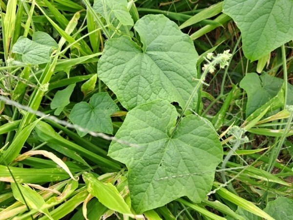 산림청 지정 희귀식물인 ‘약관심종 새박’이 유기농업지에 서식하는 것으로 나타났다.