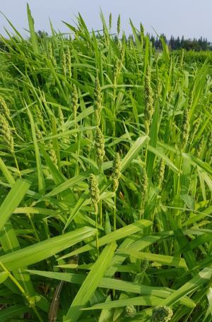 사료용 피 /사진 제공 = 농촌진흥청