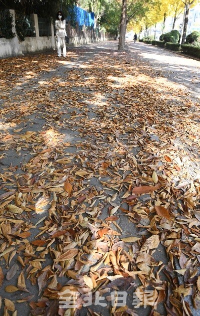 가을이 깊어지면서 도심 가로수에서 떨어진 낙엽을 수거하기 위해 노력하고 있지만 인력 등의 한계로 제때 지워지지 못한 낙엽들이 4일 전주시 중화산동 인도에 쌓여 있다. /사진 = 오세림 기자