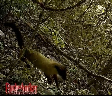 지리산 인근 사유지에서 발견된 멸종위기 야생생물 2급 담비.