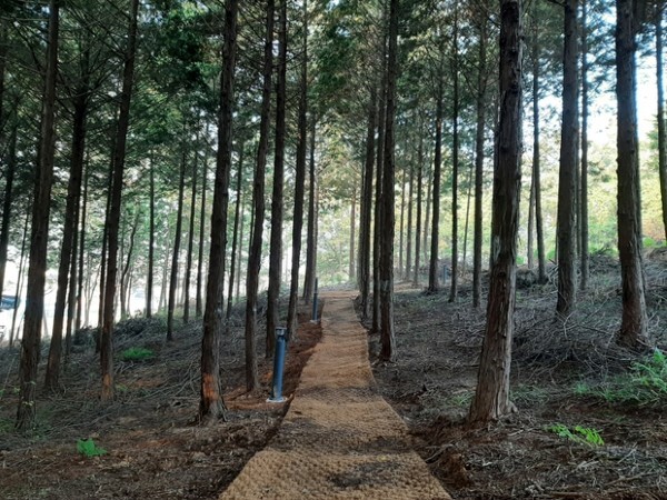 고창읍 덕정리 편백나무 숲 테마산책로.