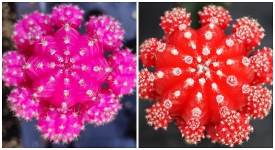 접목선인장 '원교G1-327'(왼쪽)과 접목선인장 '원교G1-328'(오른쪽). /사진 제공 = 농촌진흥청