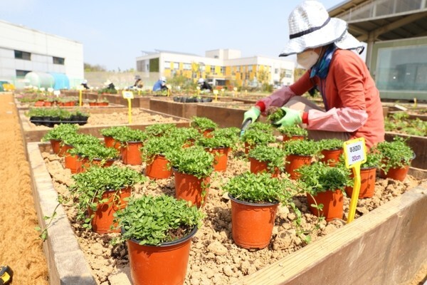 도시농업 참고 이미지 /사진 제공 = 농촌진흥청