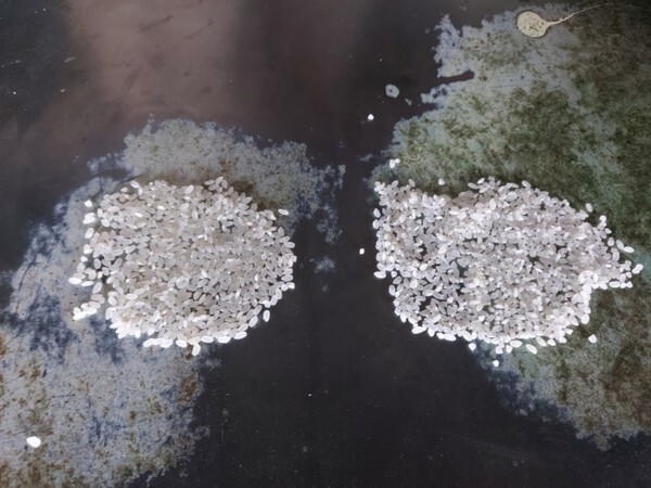 도정 후 크기가 일정해 완제품으로 판매할 수 있는 쌀(왼쪽)과 쌀알이 깨져 있고 크기가 불규칙해 선별과정을 다시 거쳐야 하는 쌀(오른쪽).