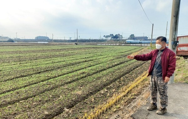 25일 김제 신덕동에서 농사를 짓고 있는 서창배 씨가 재배현장을 보며 농작물 재해보험 애로사항을 하소연하고 있다.