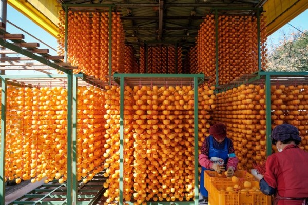 주민들이 감타래에 잘익은 감을 깎아 매달고 있다. /사진 = 영동군 제공
