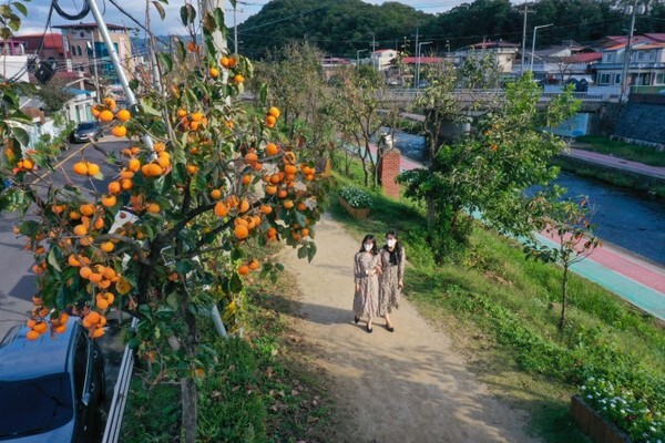 감나무 가로수길 전경. /사진 = 영동군 제공
