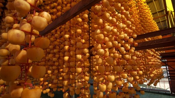 감타래에서 곶감이 주령주렁 익어가고 있다. /사진 = 영동군 제공