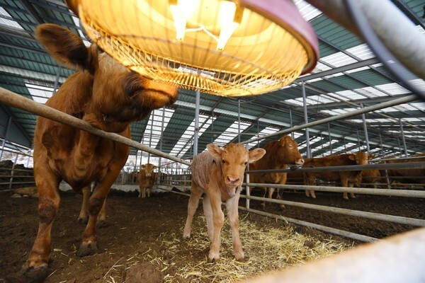 겨울철 송아지 보온 /농촌진흥청 제공