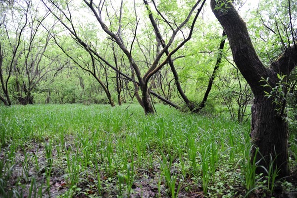오베이골 운곡습지