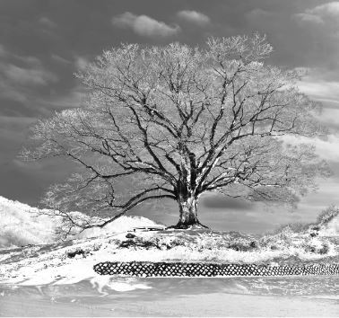 바람을 지키는 언덕, 박종권