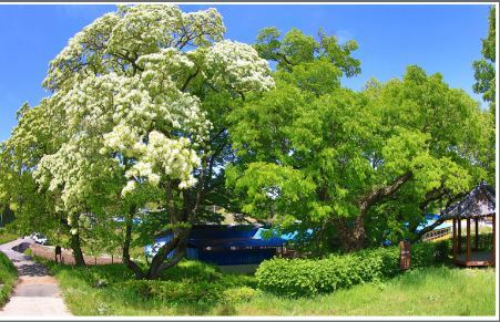 이팝나무 서효석