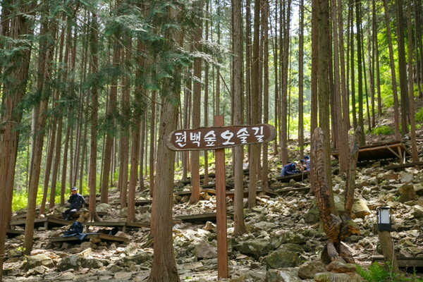 공기마을 편백숲