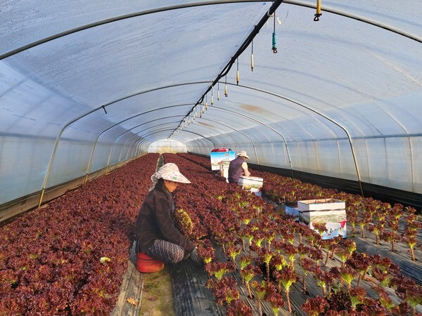 익산 망성면의 한 상추재배 농가에서 외국인 근로자들이 수확 작업을 진행하고 있다.