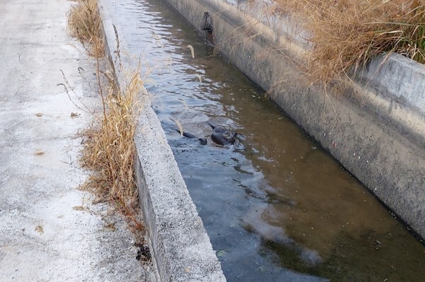4일 익산 장점마을 개울에서 발견된 수달. /사진 제공 = 마을주민 김현구씨