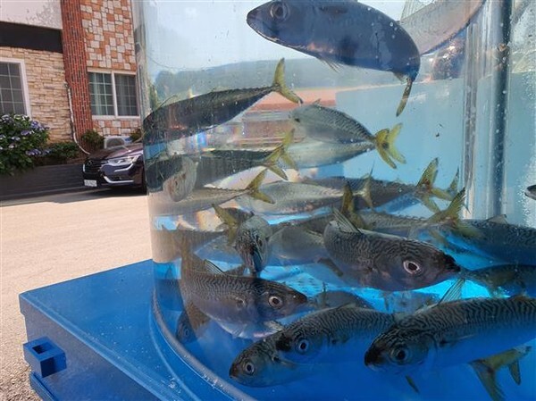 고등어의 고향 욕지도에는 횟집마다 수족관에 고등어를 한 가득 채워놓고 있다. /사진=김성호 기자