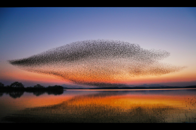 동림저수지 가창오리 군무/자료사진=고창군 제공