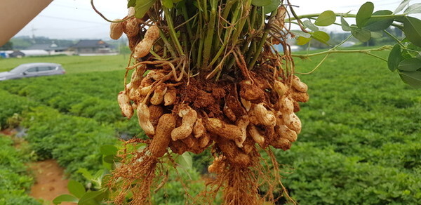 고창 풋땅콩/사진=고창군 제공