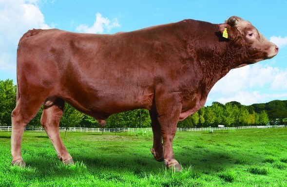 한우 보증씨수소 / 사진 = 농촌진흥청 제공