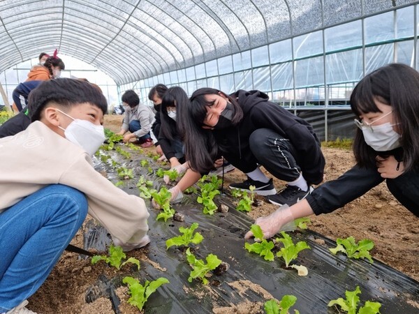 아이들이 하우스에서 상추 관리 작업을 하고 있다. 사진/완주군