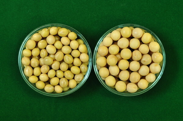 대풍2호(좌), 대원콩(우) / 사진 = 농촌진흥청 제공