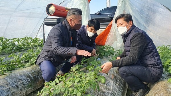 지난 7일 정재호 전북농협 본부장이 시설감자 재배 농가를 방문해 생육상황을 점검하고 있다./사진=전북농협 제공