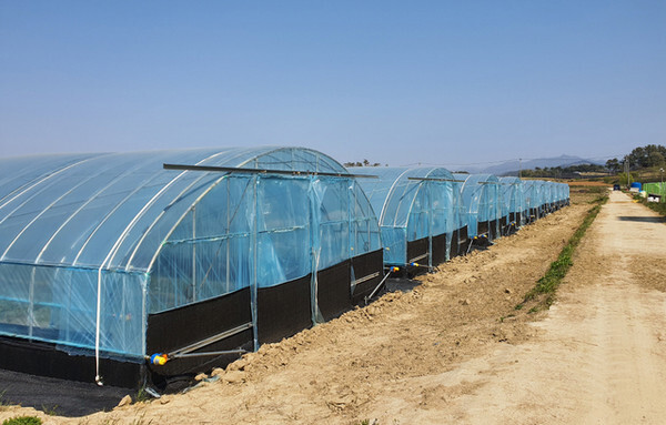비가림하우스 재배시설/사진=고창군 제공