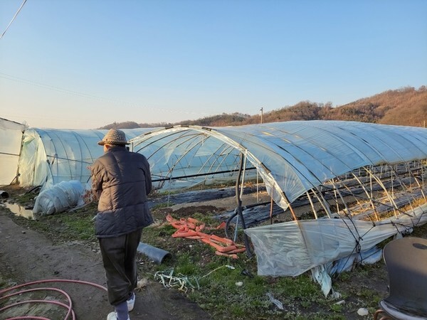 지하수가 나오지 않아 농사를 짓지 못하게 된 농부의 비닐하우스가 을씨년스럽다.