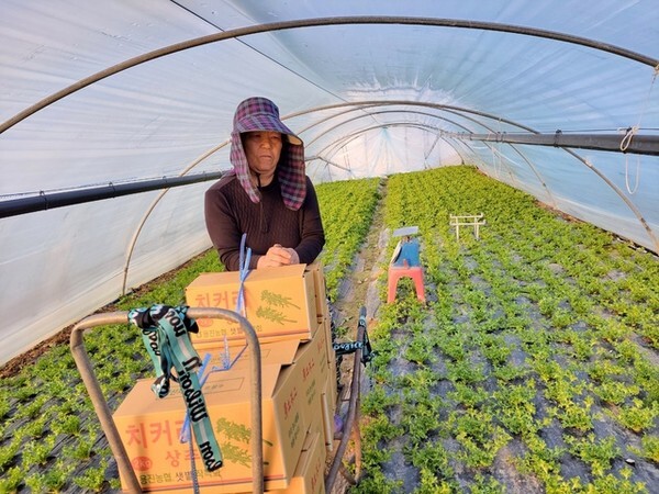 겨울철 지하수가 안정적으로 나오지 않아 농사에 어려움을 겪고 있다는 농부가 치커리를 수확해 나서고 있다.