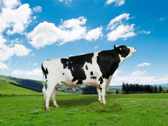 젖소 보증씨수소 티오피 / 사진 = 농촌진흥청 제공