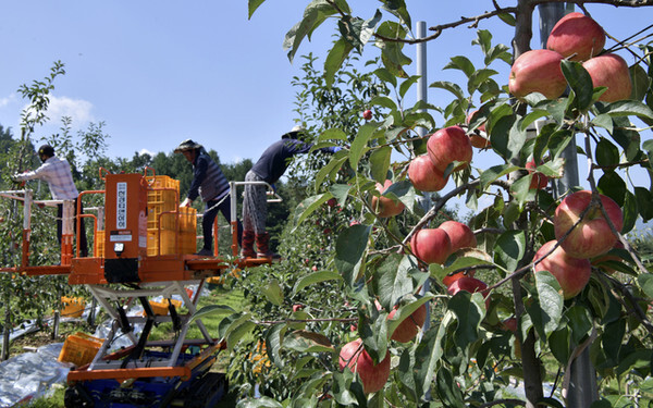 고소작업차 이용 사과 수확