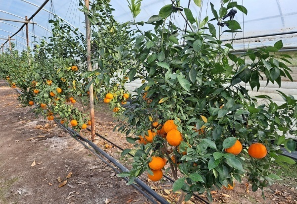 정읍 만감류 재배 농가 홍예향 출하