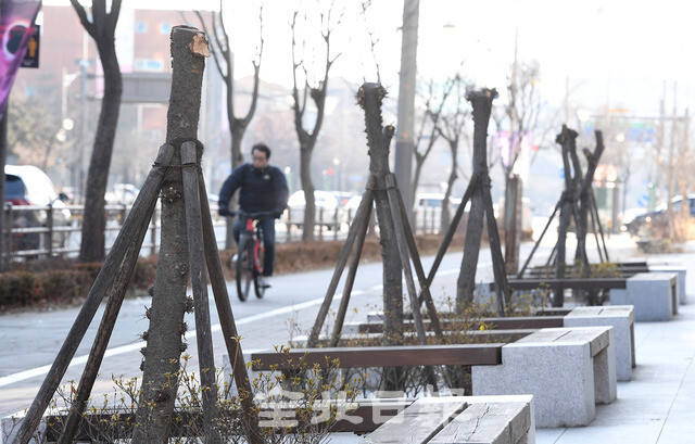 전주시가 천만그루 정원도시를 조성하고 있지만 12일 전주 홍산로 일대 보행로 에 식재된 사로수가 몸통만 남긴 채 가지가 잘려 있어 전주시의 세심한 관리가 요구되고 있다. 오세림 기자