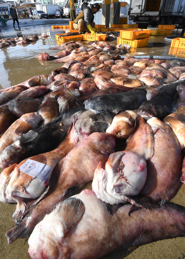 동해안의 한 항구에 어민들이 잡아 온 곰치가 가득하다.