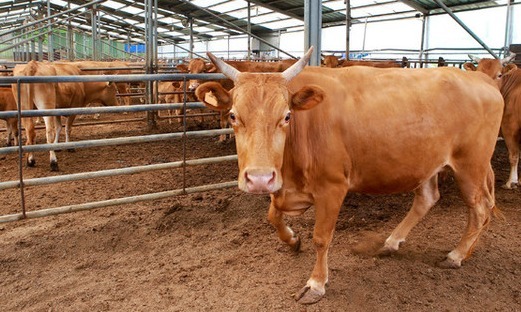 축산농가 미생물제제 공급 축사환경 개선  /사진=장수군 제공
