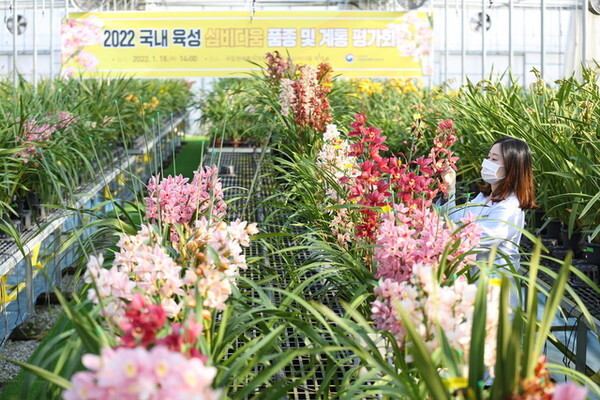 농촌진흥청 직원이 평가회에서 선보일 심비디움을 관리하고 있다. / 사진 = 농촌진흥청 제공