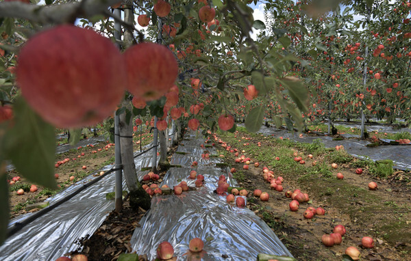 농작물 재해보험-기후변화에 따른 장수사과 낙과    /사진=장수군 제공