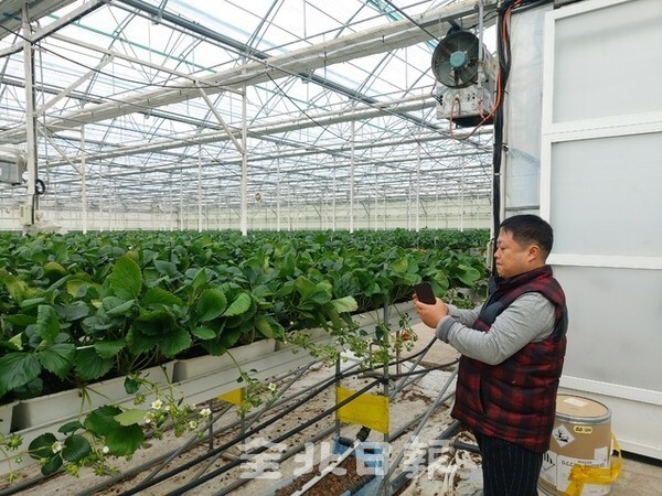 류창영 주근깨딸기농장 대표가 모바일을 통해 실시간으로 온도와 습도 등 시설 조건을 변경하고 있다. / 사진 = 변한영 기자